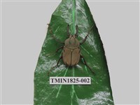 藏品(台灣角金龜)的圖片